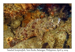 1135#0124 Scorpaenopsis oxycephala - Tasseled Scorpionfish, Twin Rocks, Batangas, Philippines, Apr 4, 2004