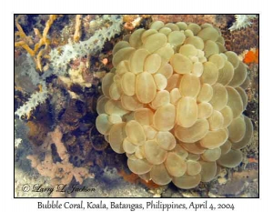 Bubble Coral