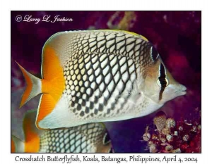 Crosshatch Butterflyfish