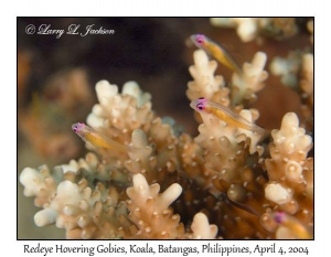 Redeye Hovering Gobies