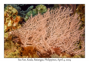 1136#0158 Acabaria sp - Sea Fan, Koala, Batangas, Philippines, Apr 4, 2004