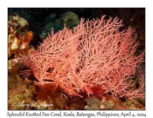 Splendid Knotted Fan Coral