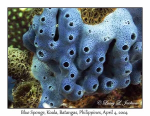 Blue Sponge