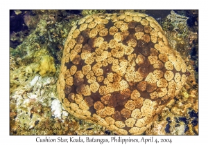 1136#0161 Culcita novaeguineae - Cushion Star, Koala, Batangas, Philippines, Apr 4, 2004