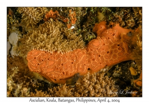 1136#0163 Botryllus sp - Ascidian, Koala, Batangas, Philippines, Apr 4, 2004