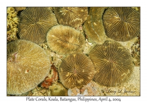 1136#0166 Fungia spp - Plate Corals, Koala, Batangas, Philippines, Apr 4, 2004