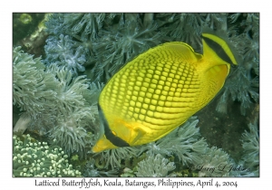 1136#0234 Chaetodon rafflesi - Latticed Butterflyfish, Koala, Batangas, Philippines, Apr 4, 2004