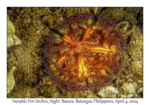 1137#0244 Asthenosoma varium - Variable Fire Urchin, Night, Basura, Batangas, Philippines, Apr 4, 2004