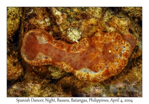 1137#0259 Hexabranchus sanguineus - Spanish Dancer, Night, Basura, Batangas, Philippines, Apr 4, 2004-Recovered