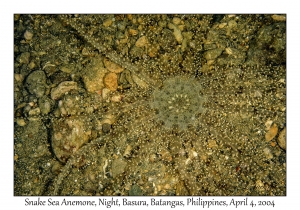 1137#0301 Actinostephanus haeckeli - Snake Sea Anemone, Night, Basura, Batangas, Philippines, Apr 4, 2004