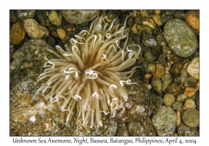 1137#0318 Unknown Sea Anemone, Night, Basura, Batangas, Philippines, Apr 4, 2004