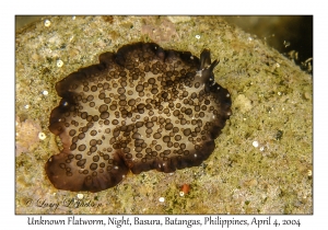 1137#0335 Unknown Flatworm, Night, Basura, Batangas, Philippines, Apr 4, 2004