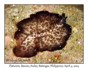 Flatworm