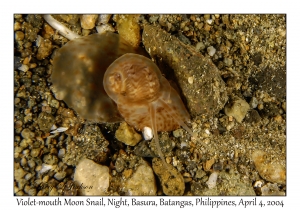1137#0345 Natica violacea - Violet-mouth Moon Snail, Night, Basura, Batangas, Philippines, Apr 4, 2004
