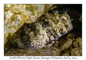 1137#0370 Salarius fasciatus - Jewelled Blenny, Night, Basura, Batangas, Philippines, Apr 4, 2004