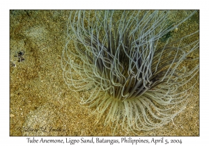1138#0005 Cerianthus sp - Tube Anemone, Ligpo Sand, Batangas, Philippines, Apr 5, 2004