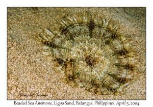 1138#0009 Heteractis aurora - Beaded Sea Anemone, Ligpo Sand, Batangas, Philippines, Apr 5, 2004