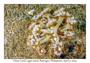 1138#0010 Goniopra stokesi - Daisy Coral, Ligpo Sand, Batangas, Philippines, Apr 5, 2004