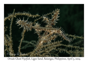 1138#0018 Solenostomus paradoxus - Ornate Ghost Pipefish, Ligpo Sand, Batangas, Philippines, Apr 5, 2004