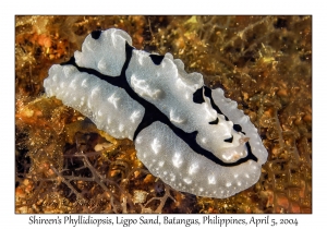 1138#0020 Phyllidiopsis shireenae - Shireen's Phyllidiopsis, Ligpo Sand, Batangas, Philippines, Apr 5, 2004