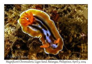 1138#0022 Chromodoris magnifica - Magnificent Chromodoris, Ligpo Sand, Batangas, Philippines, Apr 5, 2004