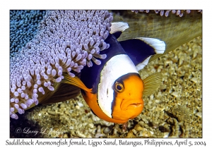 1138#0043 Amphiprion polymnus - Saddleback Anemonefish, Ligpo Sand, Batangas, Philippines, Apr 5, 2004