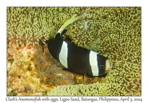 1138#0044 Amphiprion clarkii - Clark's Anemonefish w eggs, Ligpo Sand, Batangas, Philippines, Apr 5, 2004