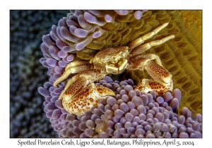 1138#0048 Neopetrolisthes maculatus - Spotted Porcelain Crab, Ligpo Sand, Batangas, Philippines, Apr 5, 2004