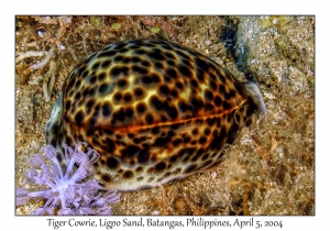 1138#0052 Cypraea tigris - Tiger Cowrie, Ligpo Sand, Batangas, Philippines, Apr 5, 2004