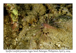 1138#0072 Pterois antennata - Spotfin Lionfish juv, Ligpo Sand, Batangas, Philippines, Apr 5, 2004