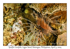 1138#0073 Pterois antennata - Spotfin Lionfish, Ligpo Sand, Batangas, Philippines, Apr 5, 2004