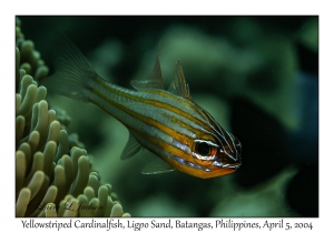 1138#0088 Ostorhinchus cyanosoma - Yellowstriped Cardinalfish, Ligpo Sand, Batangas, Philippines, Apr 5, 2004