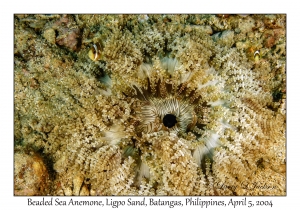 1138#0092 Heteractis aurora - Beaded Sea Anemone, Ligpo Sand, Batangas, Philippines, Apr 5, 2004