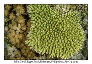 1139#0108 Acropora latistella - Table Coral, Ligpo Sand, Batangas, Philippines, Apr 5, 2004