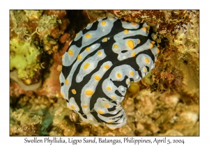 1139#0109 Phyllidia varicosa - Swollen Phyllidia, Ligpo Sand, Batangas, Philippines, Apr 5, 2004