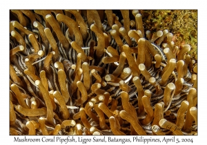 1139#0119 Siokunichthys nigrolineatus - Mushroom Coral Pipefish, Ligpo Sand, Batangas, Philippines, Apr 5, 2004