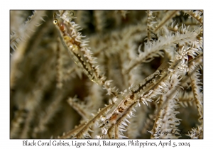 1139#0122 Bryaninops tigris - Black Coral Goby, Ligpo Sand, Batangas, Philippines, Apr 5, 2004