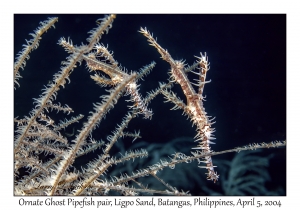 1139#0134 Solenostomus paradoxus - Ornate Ghost Pipefish, Ligpo Sand, Batangas, Philippines, Apr 5, 2004
