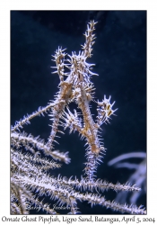 1139#0138 Solenostomus paradoxus - Ornate Ghost Pipefish, Ligpo Sand, Batangas, Philippines, Apr 5, 2004