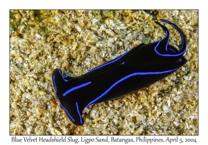 1139#0147 Chelidonura varians - Blue Velvet Headshield Slug, Ligpo Sand, Batangas, Philippines, Apr 5, 2004