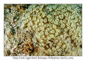 1139#0149 Goniopora minor - Daisy Coral, Ligpo Sand, Batangas, Philippines, Apr 5, 2004