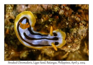 1139#0151 Chromodoris strigata - Streaked Chromodoris, Ligpo Sand, Batangas, Philippines, Apr 5, 2004