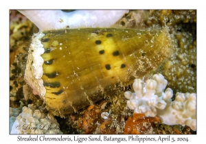 1139#0155 Conus mustelinus - Weasel Cone, Ligpo Sand, Batangas, Philippines, Apr 5, 2004