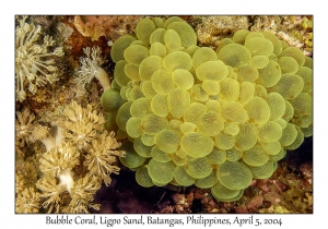 1139#0163 Plerogyra sinuosa - Bubble Coral, Ligpo Sand, Batangas, Philippines, Apr 5, 2004