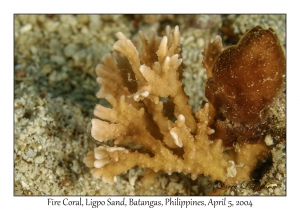 1139#0170 Millepora sp - Fire Coral, Ligpo Sand, Batangas, Philippines, Apr 5, 2004