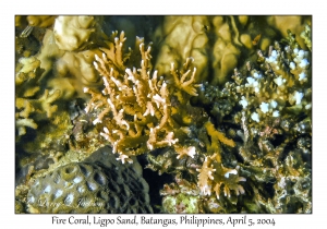 1139#0174 Millepora sp & Acropora sp, Ligpo Sand, Batangas, Philippines, Apr 5, 2004