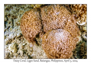 1139#0182 Goniopra sp - Daisy Coral, Ligpo Sand, Batangas, Philippines, Apr 5, 2004