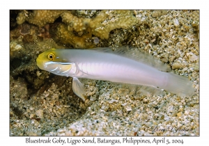 1139#0183 Valenciennea strigata - Bluestreak Goby, Ligpo Sand, Batangas, Philippines, Apr 5, 2004