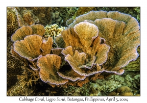 1139#0186 Montipora aequituberculata - Cabbage Coral, Ligpo Sand, Batangas, Philippines, Apr 5, 2004