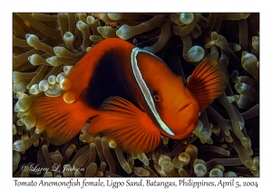 1139#0193 Amphiprion frenatus - Tomato Anemonefish, Ligpo Sand, Batangas, Philippines, Apr 5, 2004